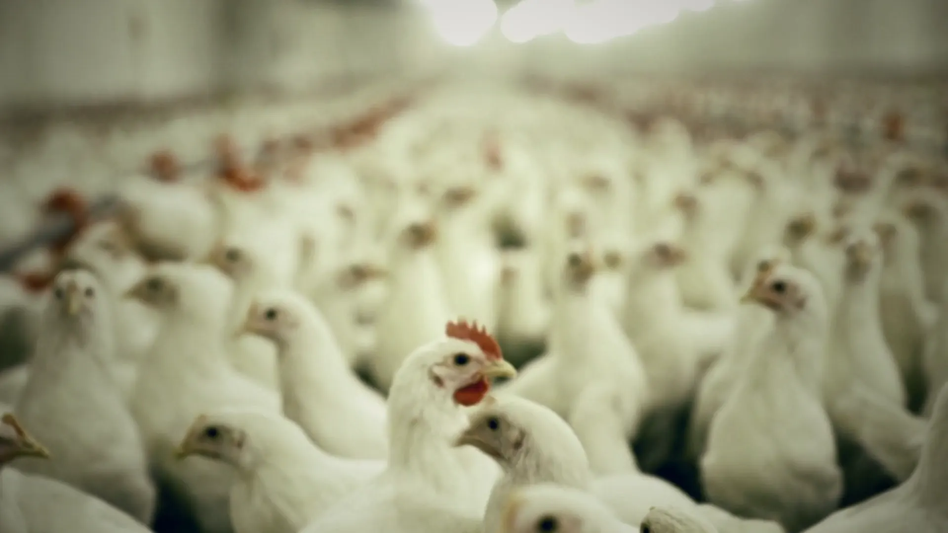 Healthy flock of chickens